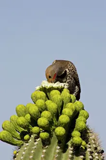 Flicker: Gilded Flicker - Foraging for nectar at the flower