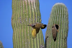 Flicker: Gilded Flicker - male flying from nest, female