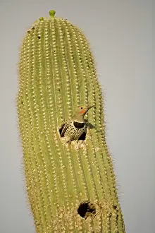 Flicker: Gilded Flicker - male at Nest in Saguaro Cactus