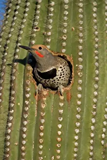 Flicker: Gilded Flicker - male in Nest in Saguaro Cactus