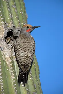 Flicker: Gilded Flicker - male at nest in Saguaro Cactus
