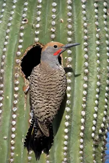 Flicker: Gilded Flicker - male at nest in Saguaro Cactus