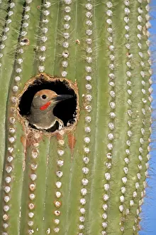 Flicker: Gilded Flicker - male in Nest in Saguaro Cactus