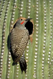 Flicker: Gilded Flicker - male in nest in Saguaro Cactus
