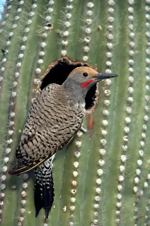 Flicker: Gilded Flicker - at nest in Saguaro Cactus