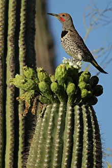 Saguaro: Gilded flicker, on saguaro, in search of nectar from the blo