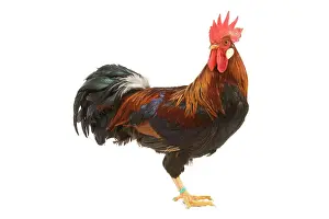 Leghorn: Gilded Leghorn Chicken - in studio