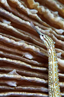 Corythoichthys: Gilded Pipefish