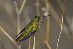 Uruguay: Gilded Sapphire Hummingbird