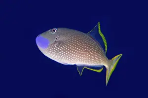 Wreck: Gilded Triggerfish - male - Wreck Dropoff Dive Site