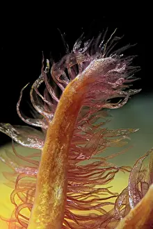 Guttata: Gill of Axolotl (Ambystoma mexicanum)