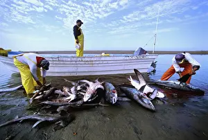 Fishermen: Gill Net Fishermen Clean Sharks