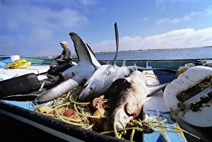 Fishermen: Gill Net Fishermen Clean Sharks