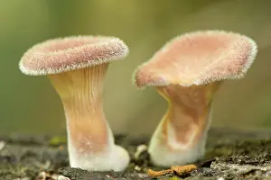 Rotten: Gilled Fungi - two hairy specimen grow on a rotten