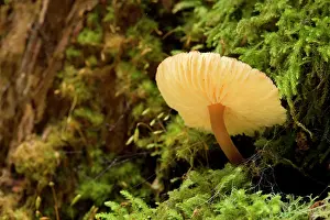 Grows: Gilled fungus - grows on a moss-covered tree in