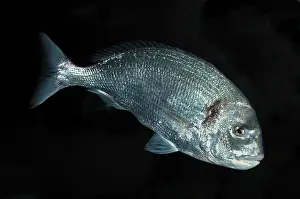 Bream: Gilthead