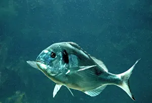Gilthead: GILTHEAD Fish / Gilthead Seabream