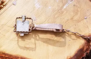 Emma Coghlan: Gin Trap - Now illegal