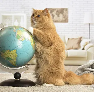 Travelling: Ginger Alley cat indoors