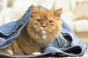 Jeans: Ginger Alley cat indoors