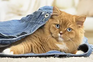 Jeans: Ginger Alley cat indoors