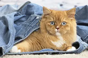 Jeans: Ginger Alley cat indoors