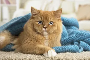 121217: Ginger Alley cat indoors