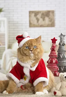 Jacket: Ginger Alley cat indoors at Christmas
