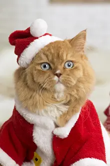 Shock: Ginger Alley cat indoors at Christmas