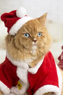 Jacket: Ginger Alley cat indoors at Christmas