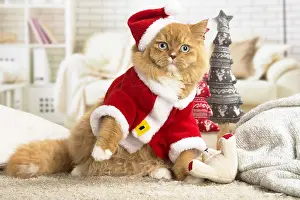 Jacket: Ginger Alley cat indoors at Christmas