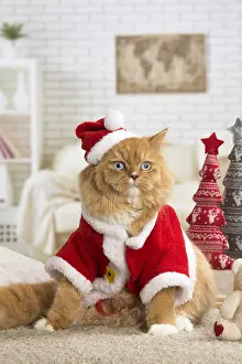 Suits: Ginger Alley cat indoors at Christmas