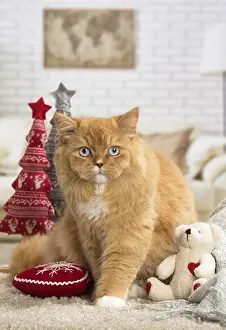 121217: Ginger Alley cat indoors at Christmas