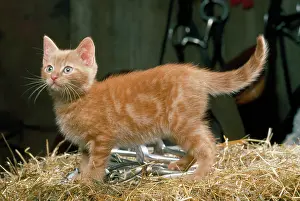 Tack: Ginger Cat - kitten in tack room