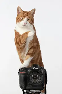 Photographers: Ginger cat sitting on a camera