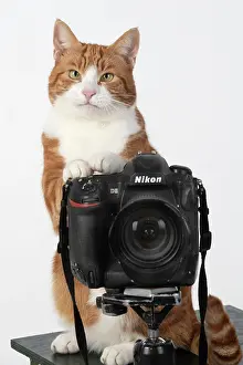 Photographers: Ginger cat sitting on a camera