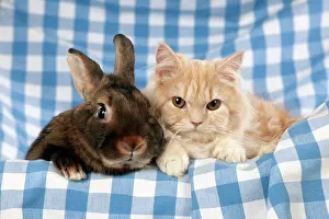 Satin: Ginger cat sitting next to mini castor satin rabbit