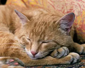 Toes: Ginger Cat - Sleeping