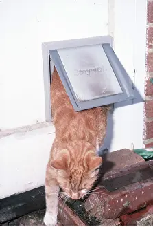 Ginger: GINGER CAT - using cat flap