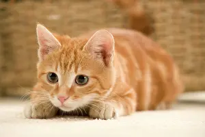 Pouncing: Ginger Cat - waiting to pounce