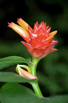 Zingiber: Ginger flower