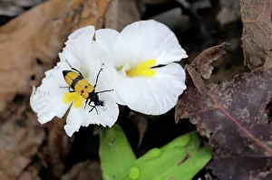 Cambodian: Ginger Flower with Beetle