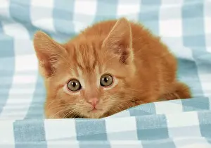 Gingham: Ginger Kitten on blue gingham