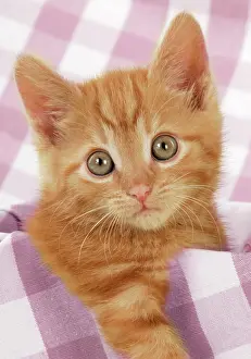 Gingham: Ginger Kitten on purple gingham