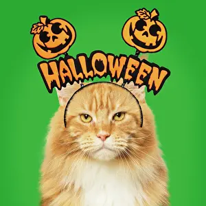 Hallowe En: Ginger Maine Coon Cat, with halloween prop