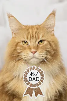 040718: Ginger Maine Coon cat indoors, wearing no. 1 Dad