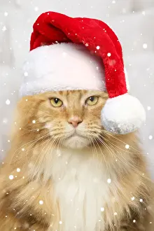 211121: Ginger Maine Coon cat iwith a grumpy expression wearing a re