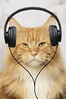 Upset: Ginger Maine Coon cat looking grumpy wearing headphones