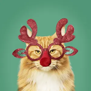 111219: Ginger Maine Coon Cat, wearing Christmas antler glasses