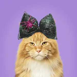 161018: Ginger Maine Coon Cat, wearing halloween bow